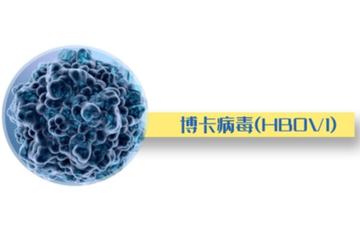 博卡病毒-引起呼吸道感染的病毒