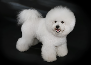 卷毛比熊犬