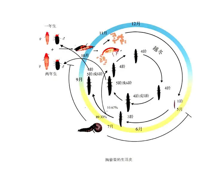 萤火虫