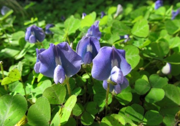 紫雀花