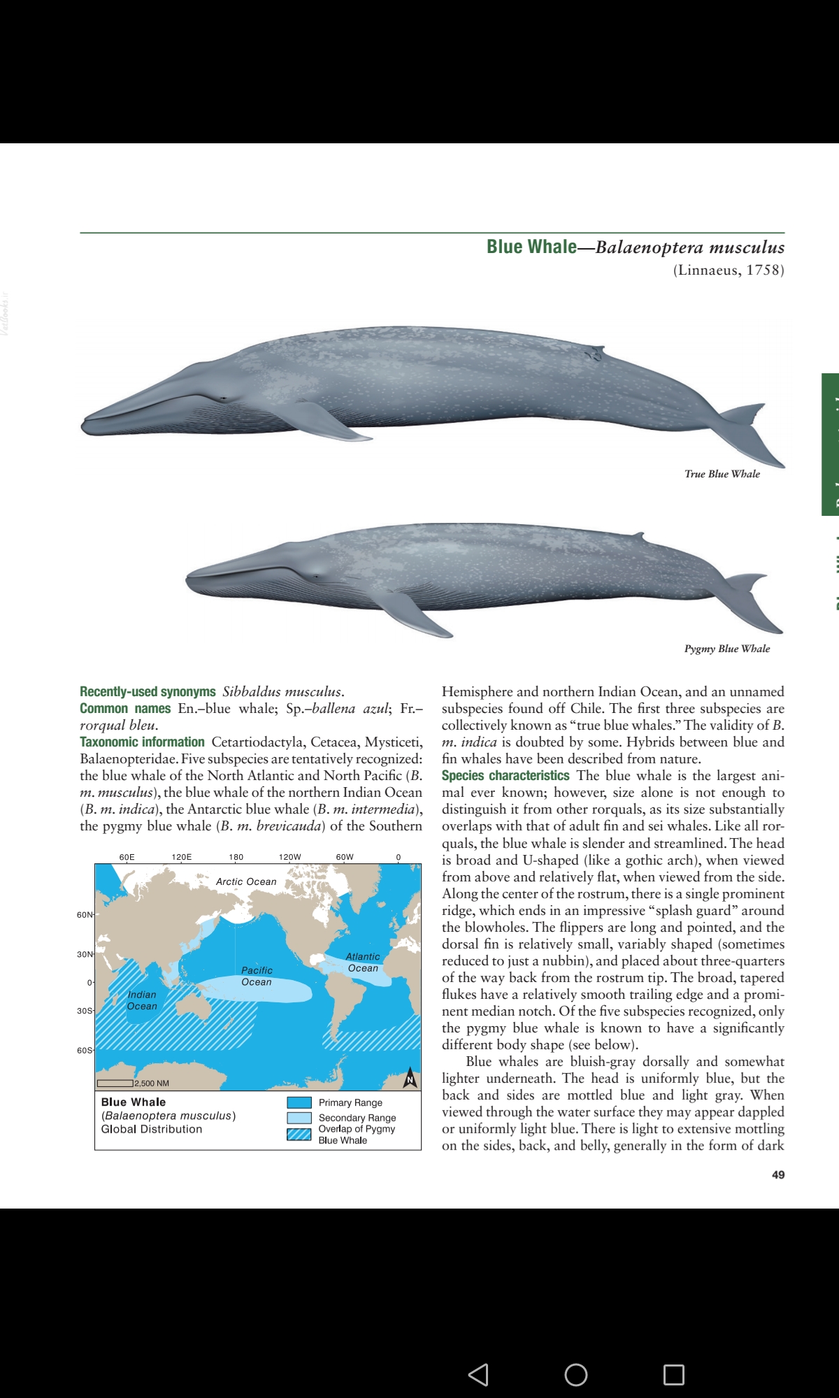 蓝鲸- 抖音百科