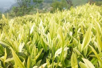 白茶树