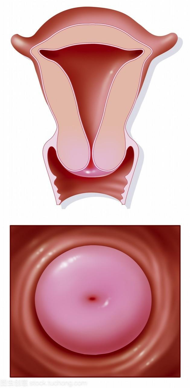 子宫颈- 抖音百科