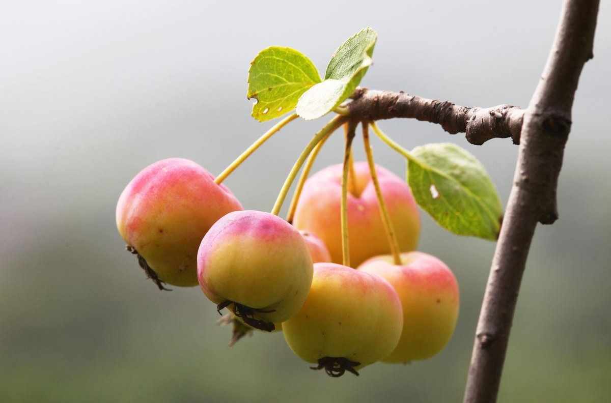 如何識別窄葉海棠(Malus angustifolia), image size:1200x792