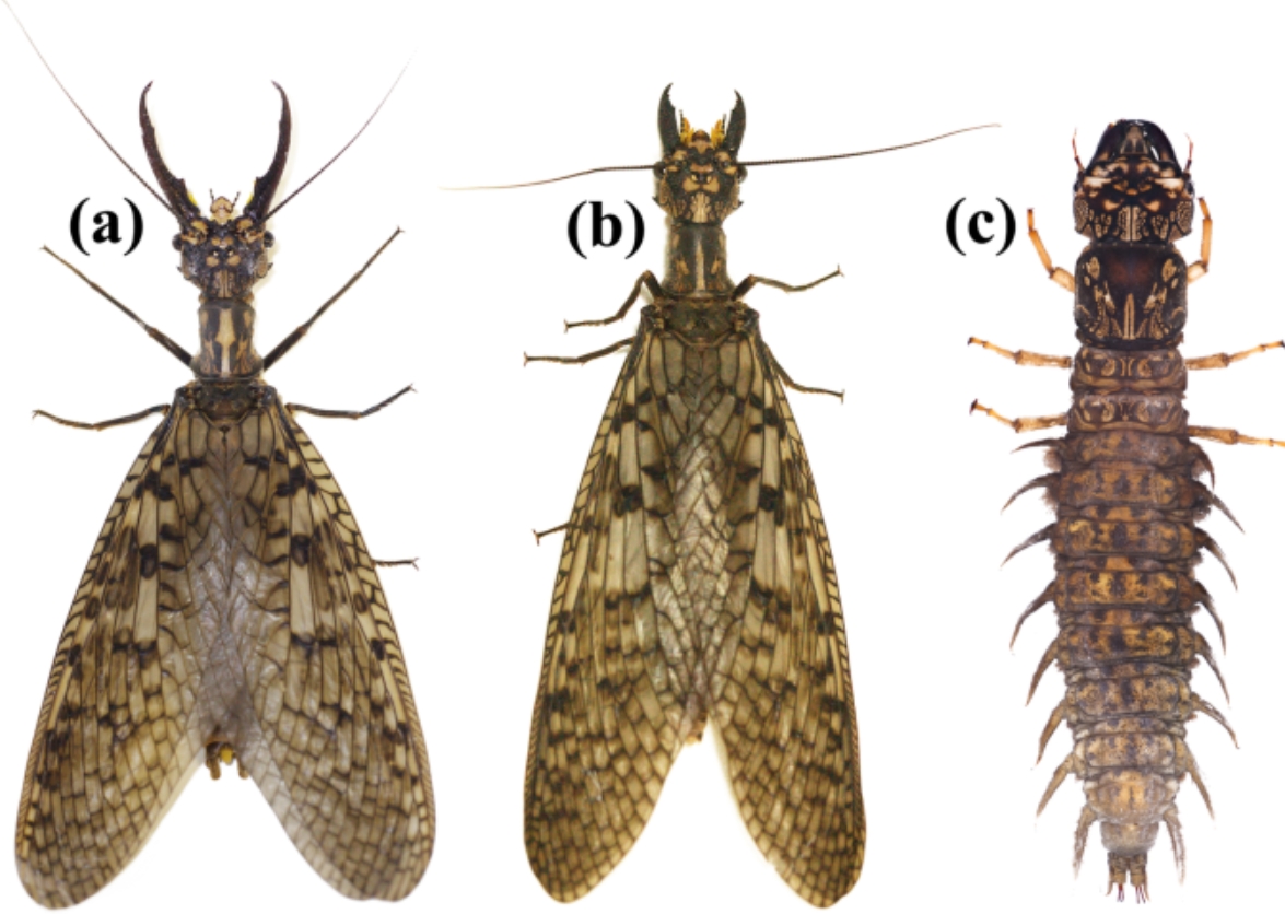 オオキバヘビトンボ 標本 Acanthacorydalis orientalis アジアオオキバヘビトンボ標本