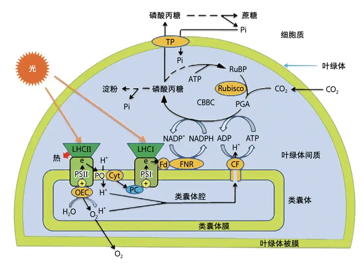 光合作用