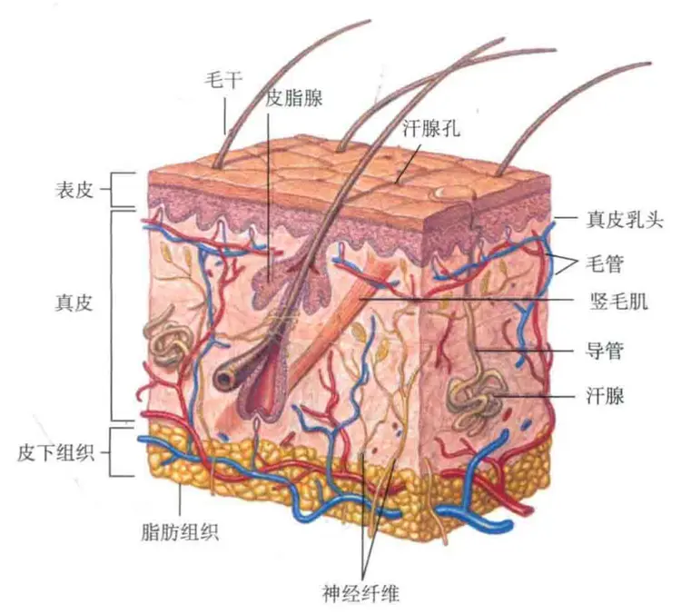 哺乳动物