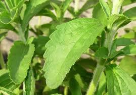 斯特维亚菊-菊科亚菊属植物