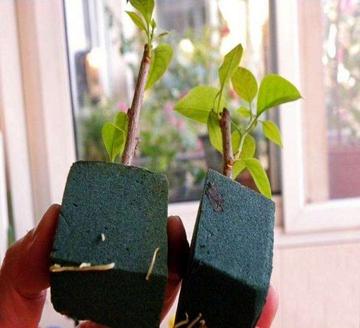花泥-用酚醛塑料发泡制成的插花用品