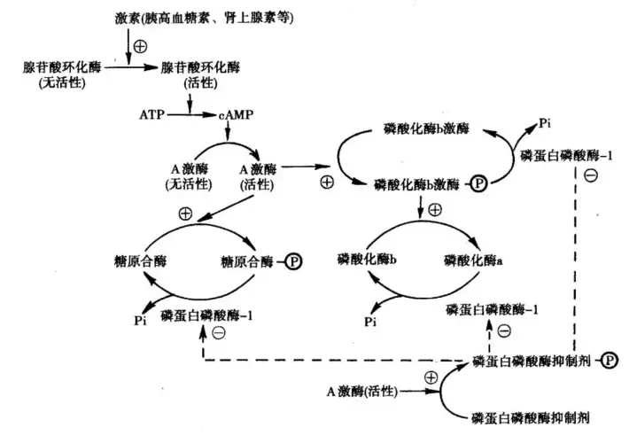 糖原