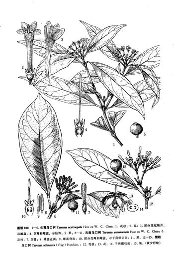 假桂乌口树-茜草科乌口树属植物
