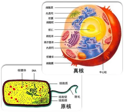 细胞