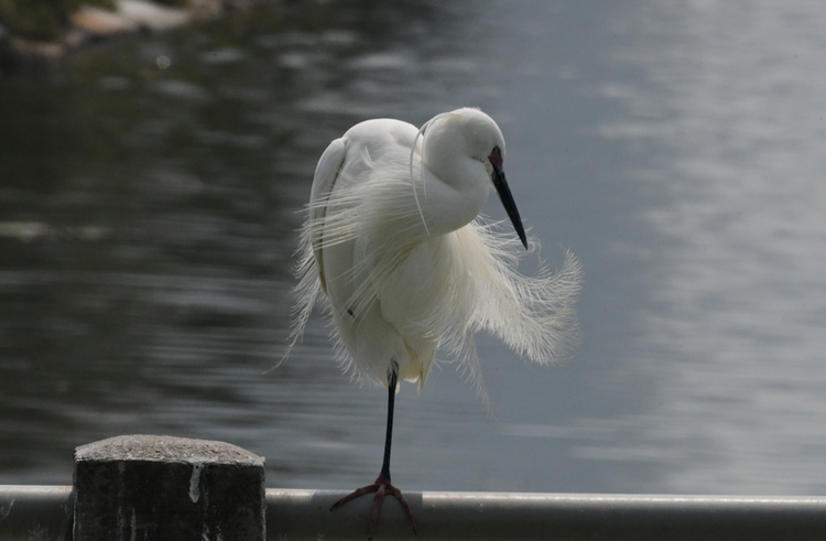 白鹭 great-egret-8864740_960_720.jpg