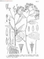 都丽菊-菊科都丽菊属植物