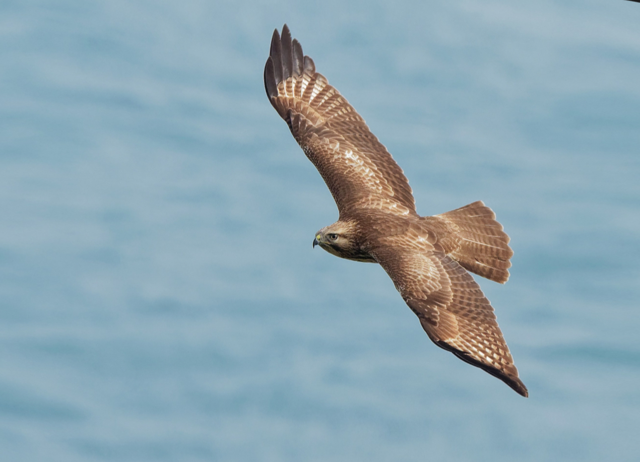 普通鵟- 抖音百科