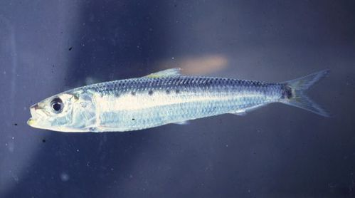 遠東擬沙丁魚- 抖音百科