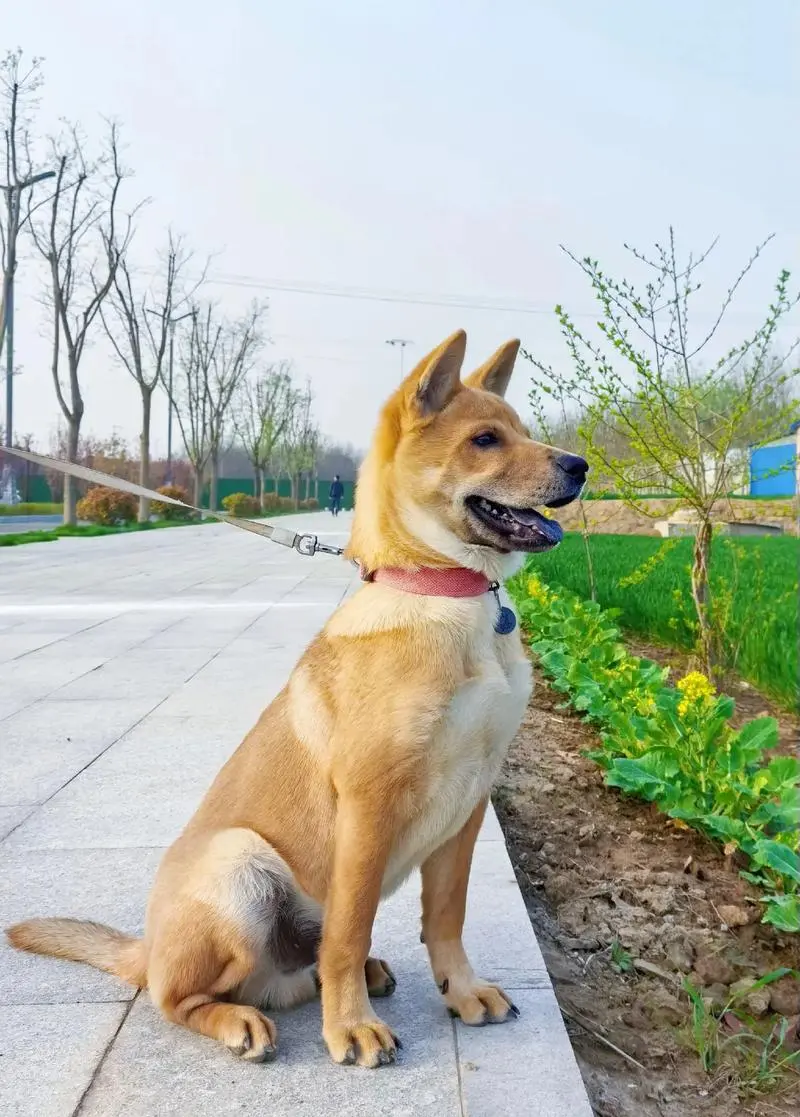 黄白小土狗中华田园犬 - 抖音