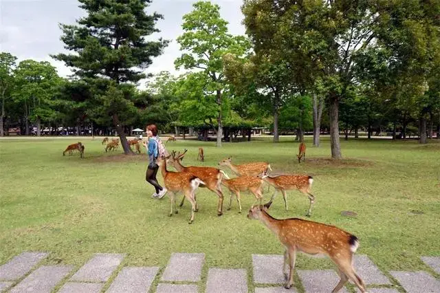 梅花鹿