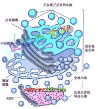 细胞器