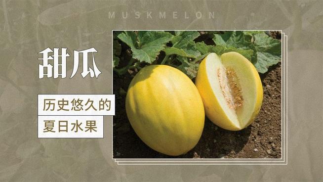 メロン 中国香瓜 10キロ - 食品