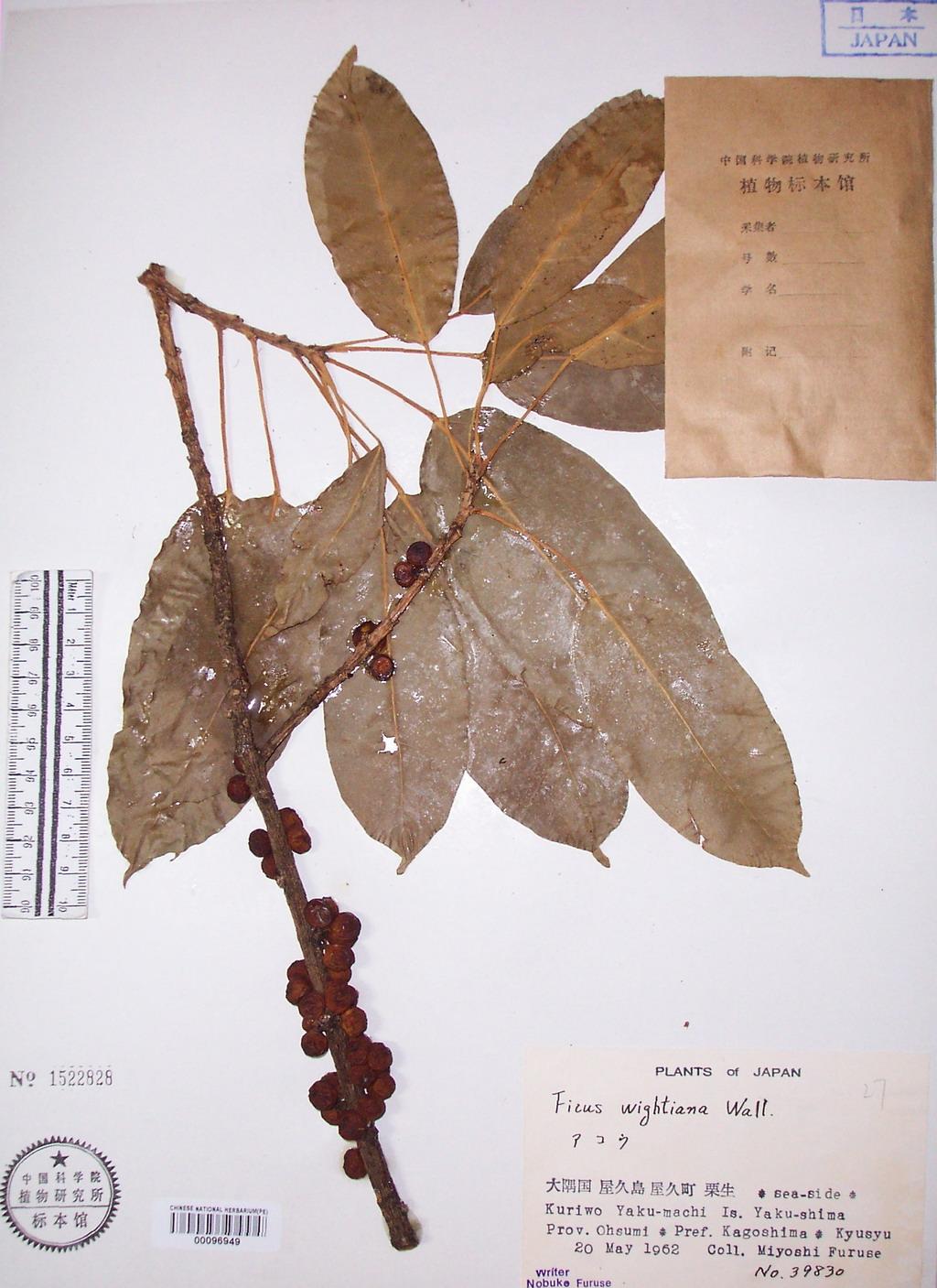 你好！大自然】第216期：倒吊笔_搜狐网, image size:1024x1407