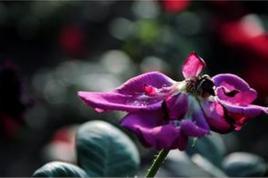 凋谢的鲜花-2008年林聪执导的剧情片