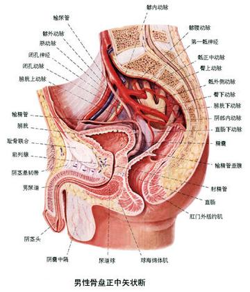 生殖系统