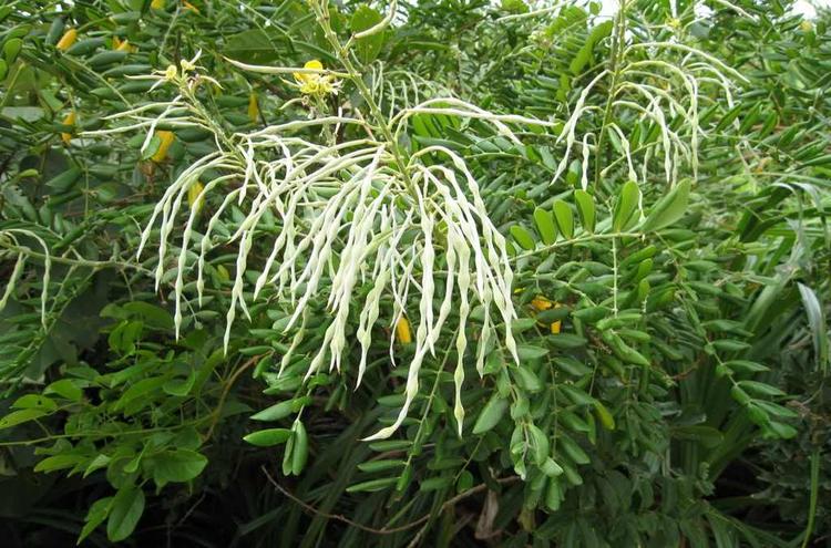 藤豆⭐️5キロ⭐️茎 フジモドキ-花しらべ-花図鑑