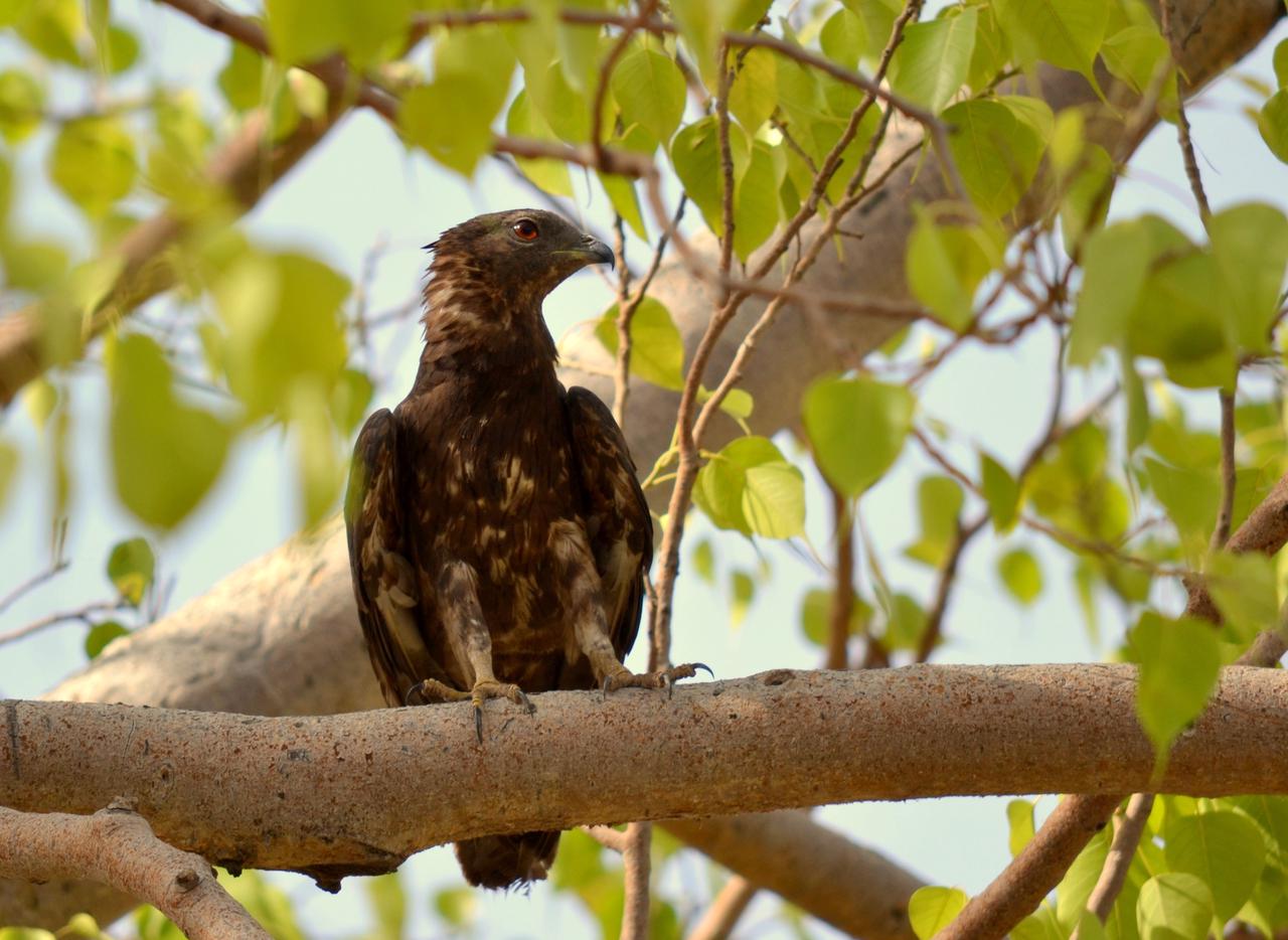 凤头蜂鹰- 抖音百科, image size:1280x934