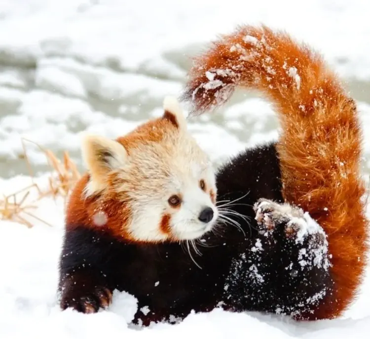 小熊猫科- 抖音百科