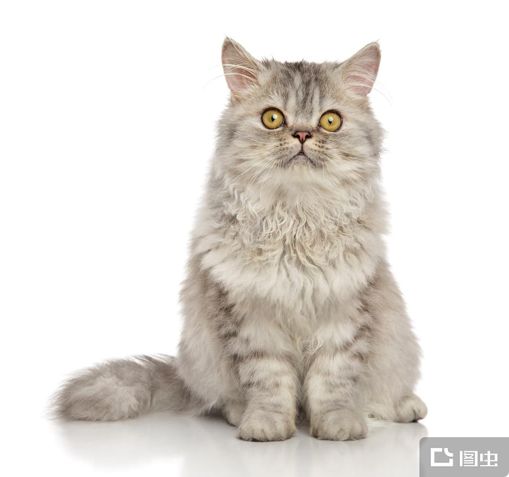 英國短毛貓好養嗎？英短個性、壽命、缺點完整解析- 怪獸部落, image size:1023x958