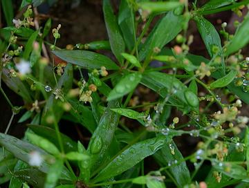 粟米草-番杏科粟米草属植物