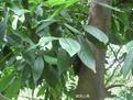 越南山矾-山矾科山矾属植物