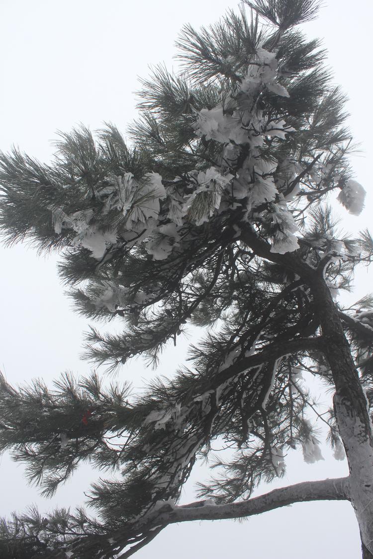 松树- 抖音百科