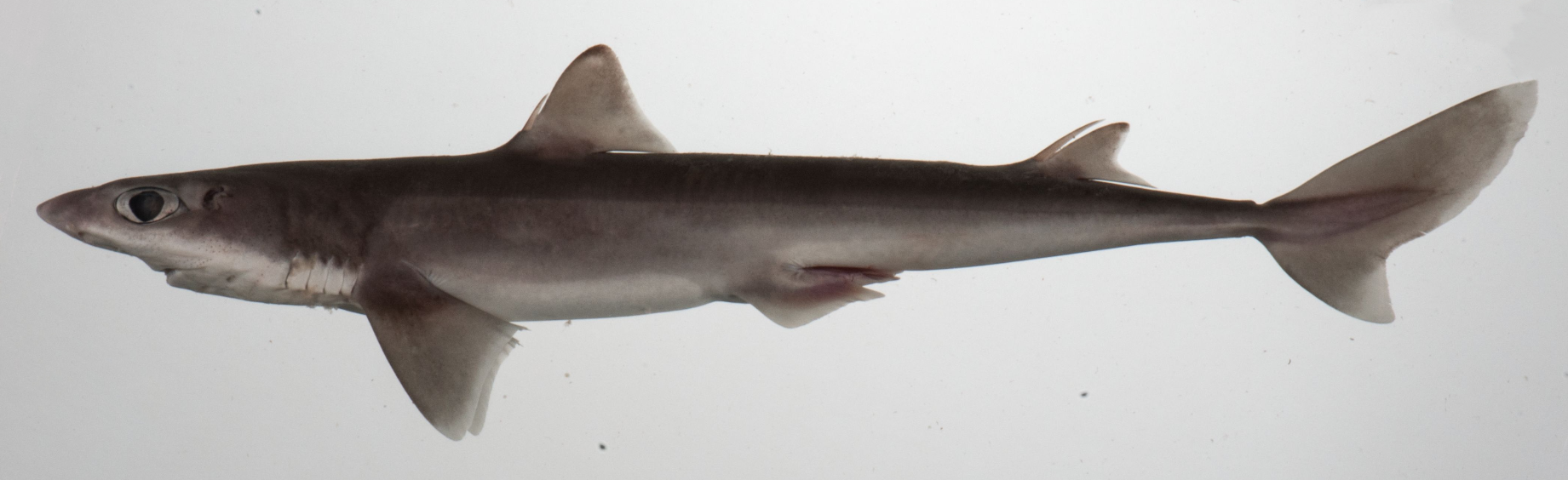 胎生鱼- 抖音百科