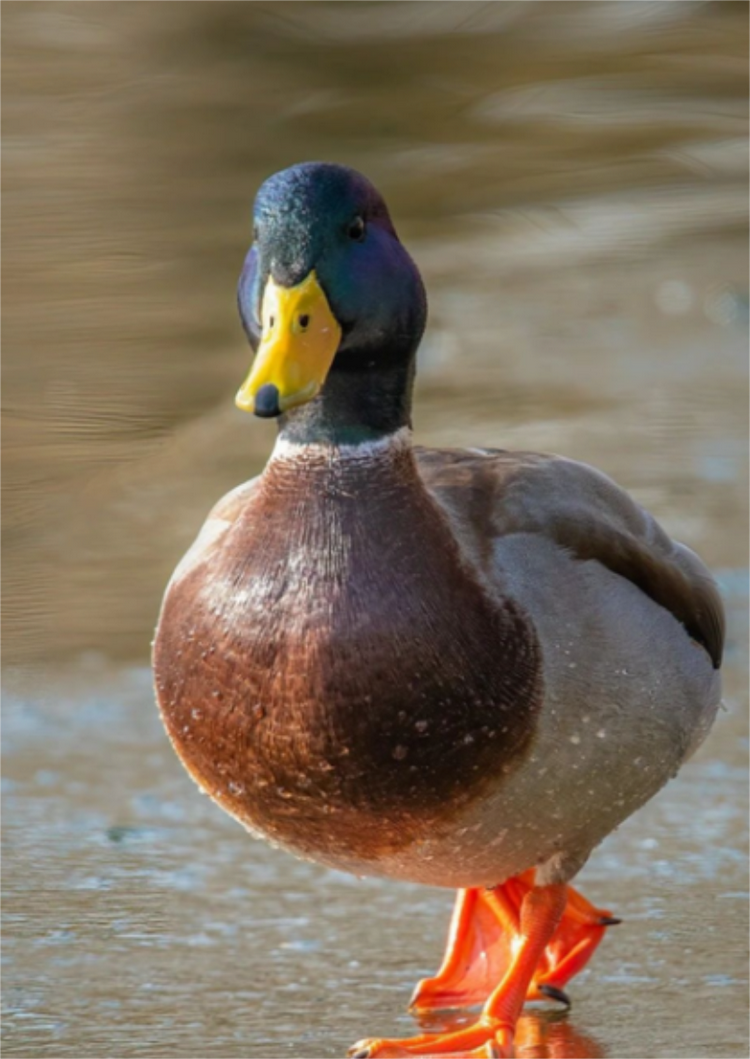 3d 透明背景上有鷹開放羽毛的鴨子, 在透明背景上, 鳥PNG去背圖片素材免費下載，免摳圖設計圖案下載- Pngtree, image size:750x1059