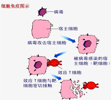 细胞免疫-细胞因子的协同杀伤作用