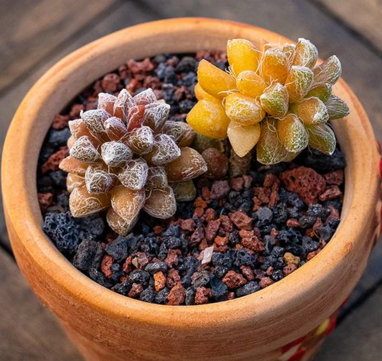 アナカンプセロス コンプトニー Anacampseros comptonii 多肉植物 塊根植物