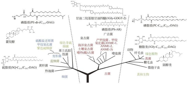 古菌图 Microbiology