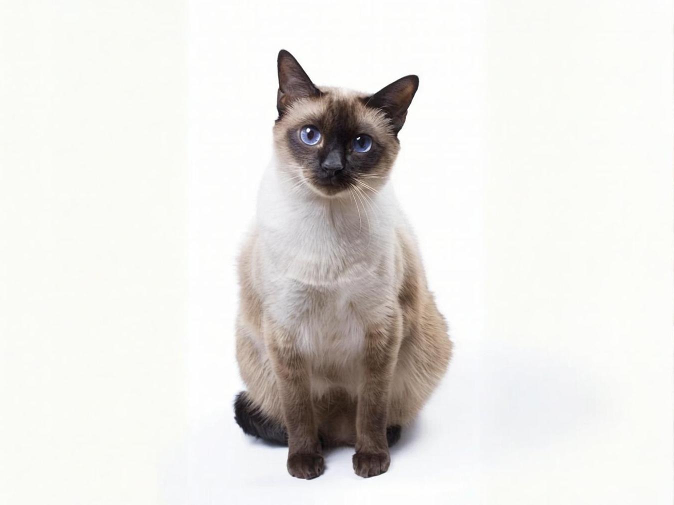 挪威森林貓」7大特質！仙氣長毛人稱貴族小姐姐，好惡明顯根本超有個性！ | 寵物圈圈、挪威森林貓、品種貓、短毛貓 、貓咪、個性、特質、寵物趣聞、貓咪冷知識、寵物知識、個性分析、貓咪花色、貓奴、鏟屎官、貓咪個性|, image size:1348x1010