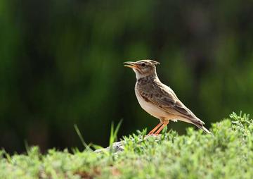 凤头百灵新疆亚种-雀形目百灵科下的亚种