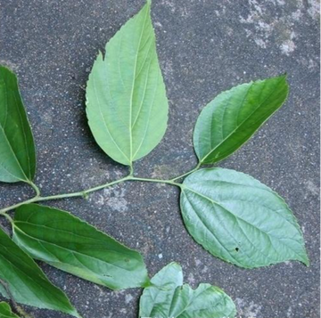 西川朴-荨麻目榆科植物
