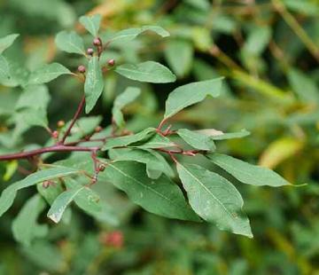 红叶木姜子-毛茛目樟亚科的植物