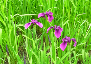 小鸢尾