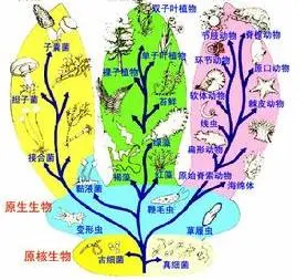 系统分类学