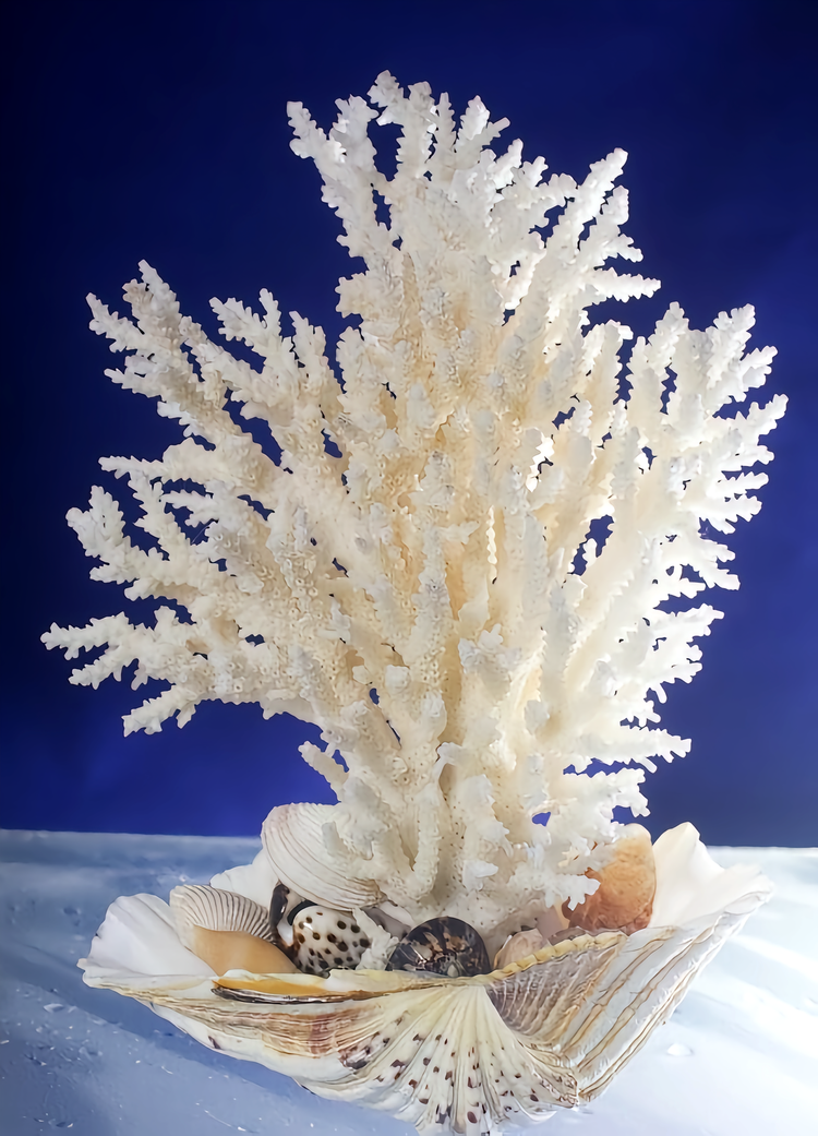 白珊瑚- 抖音百科