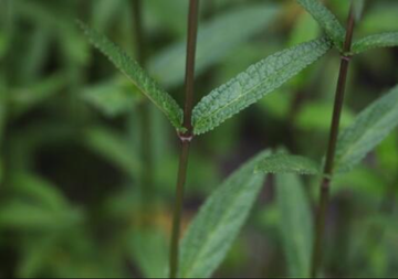 小刚毛毛水苏-唇形科水苏属植物