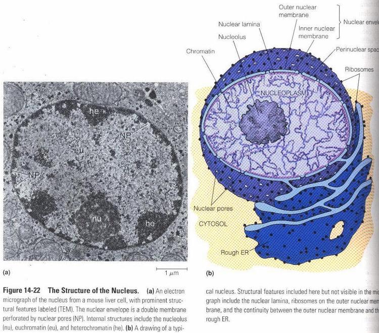 细胞生物学- 抖音百科