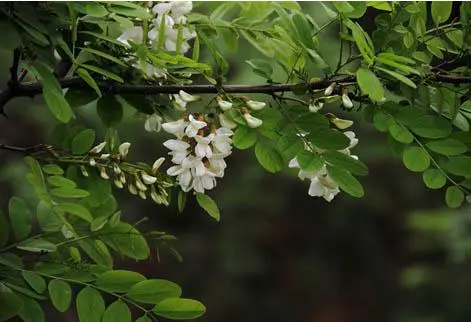 植树造林