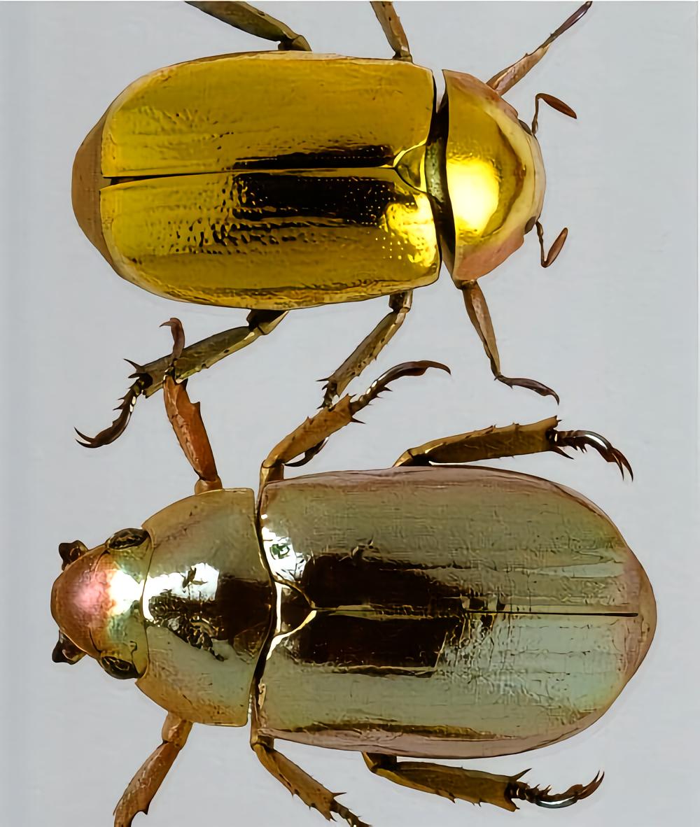 金甲虫- 抖音百科